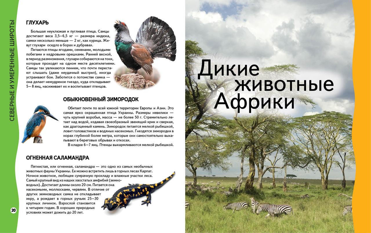 Енциклопедія тварин. Всезнайко. Дитяча пізнавальна розвиваюча література для дошкільнят. Книги видавництво Пегас - 2